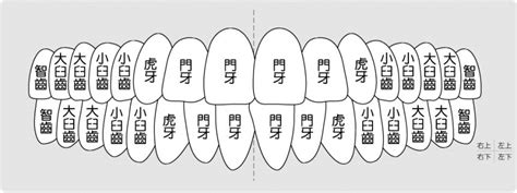 門牙作用|對於牙齒介紹你認識多少？認識牙齒以及牙齒構造｜快 